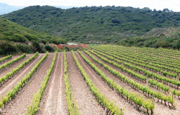 APAG Extremadura Asaja denuncia que la región es la peor parada en la asignación de fondos para reestructuración y reconversión del viñedo