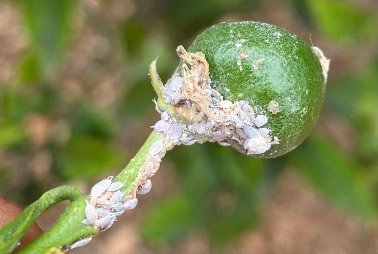 AVA-ASAJA y LA UNIÓ exigirán mañana a la conselleria una batería de propuestas por el Cotonet de Sudáfrica como indemnizaciones por daños superiores al 20%