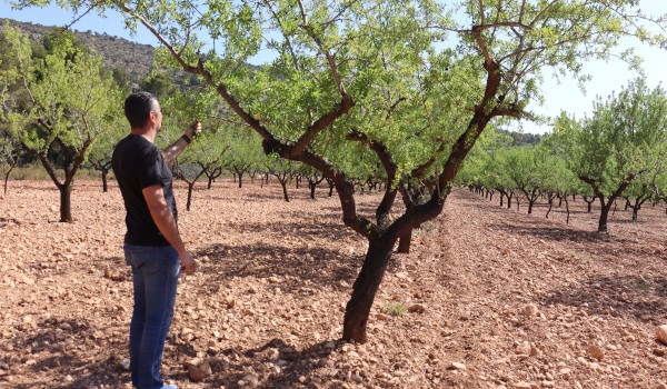 Asaja Alicante advierte que la sequía y la falta de apoyo al secano amenazan de muerte al almendro
