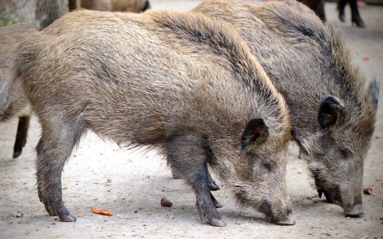 Asaja Huesca urge a la administración a tomar medidas para impedir la transmisión de enfermedades por animales salvajes