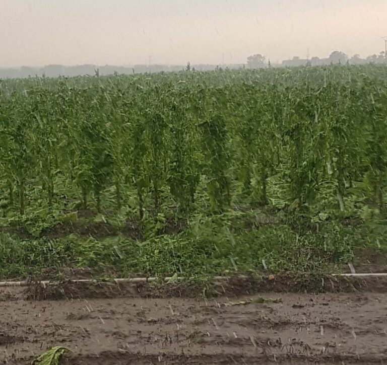 Asaja Extremadura alerta de que una tormenta de granizo arruina la cosecha de tabaco en plena campaña de recogida