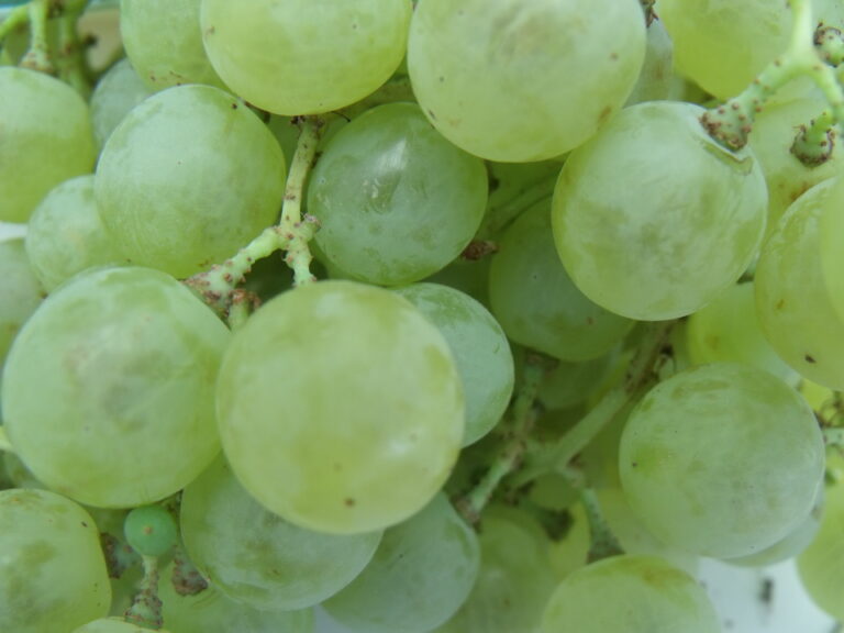 ASAJA CLM denuncia que industrias bodegueras reciben uva airén sin dar a conocer el precio