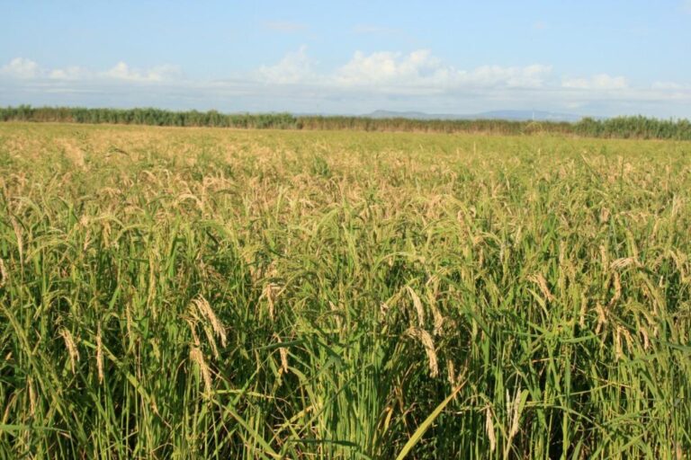 El sector agrario celebra que el Parlamento Europeo tumbe la entrada de arroces importados con Triciclazol