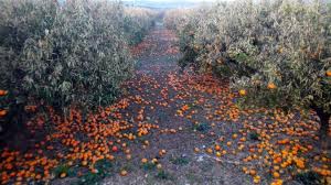 25 MILLONES DE EUROS PARA LA CONTRATACIÓN DE SEGUROS AGRARIOS EN LA COMUNIDAD VALENCIANA