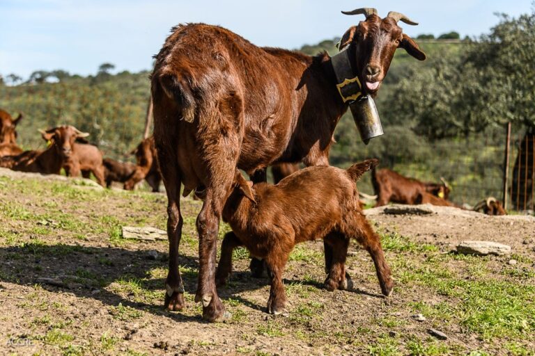 La Comisión Europea otorga al “Cabrito de Extremadura” la distinción de Indicación Geográfica Protegida