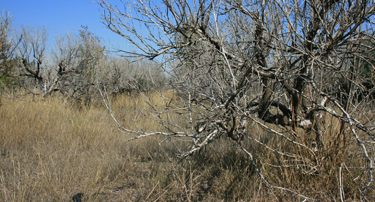 La C. Valenciana bate su récord histórico de tierras abandonadas con 173.676 hectáreas