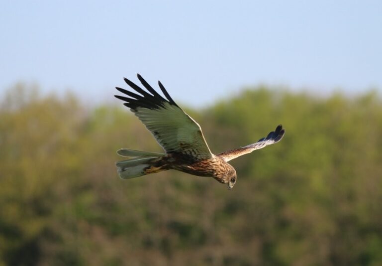 Asaja Extremadura y SEO/BIRDLIFE se reúnen con la Junta para analizar la marcha del proyecto ‘LIFE Agroestepas Ibéricas’