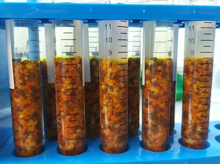 Proponen colocar pulseras de silicona en las colmenas como detectores de contaminación ambiental