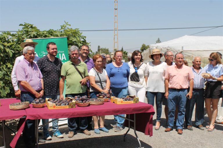 Los agricultores del Camp d-Elx presentan la campaña de higos y brevas 2017