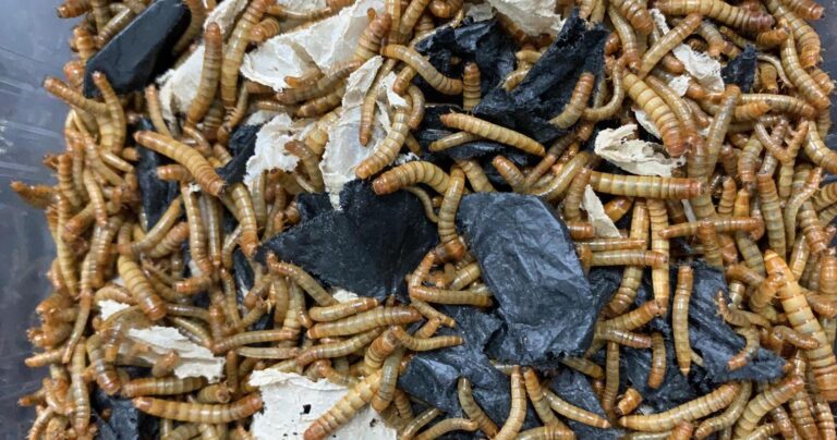 Nuevas vías de biorreciclaje para los envases alimentarios y los residuos plásticos