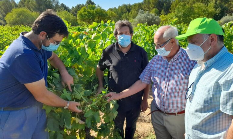 AVA-ASAJA pide a la conselleria que subvencione las trampas para combatir la polilla del racimo