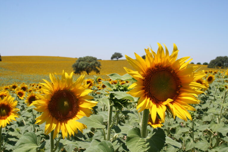 La política de precios de la industria extractora agudiza el declive del girasol
