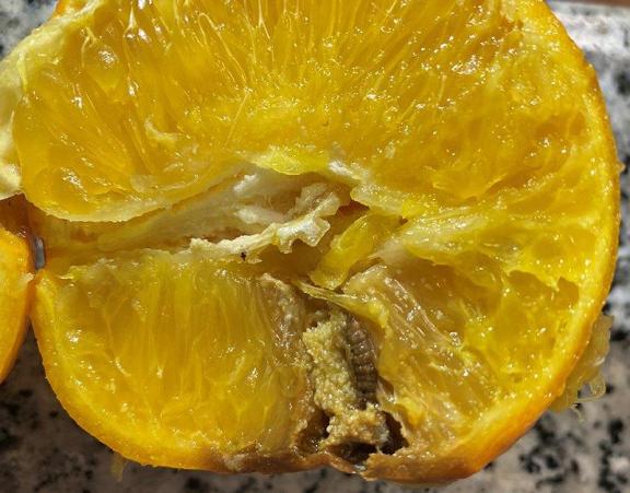 Asaja Valencia AVA pide explicaciones ante las informaciones de un acuerdo de la UE con Sudáfrica para permitir el desembarco de naranjas sin tratamiento en frío