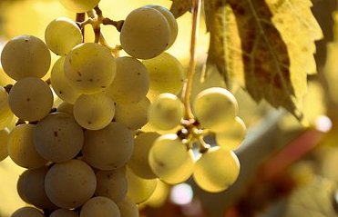 Comienza la vendimia de la variedad Pedro Ximénez
