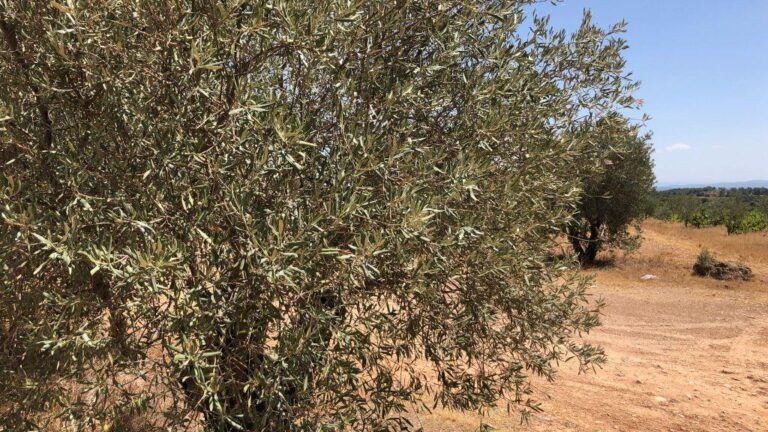 Olivicultores y almazaras se plantean no recolectar al no haber apenas aceitunas debido a la sequía