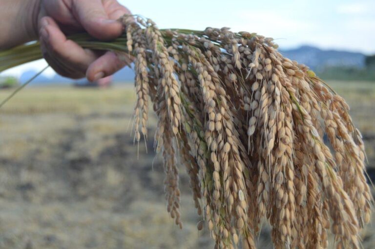 Un estudio de la UMH sitúa al arroz cultivado en La Majal de Pego entre los dos de España con menos contenido de arsénico