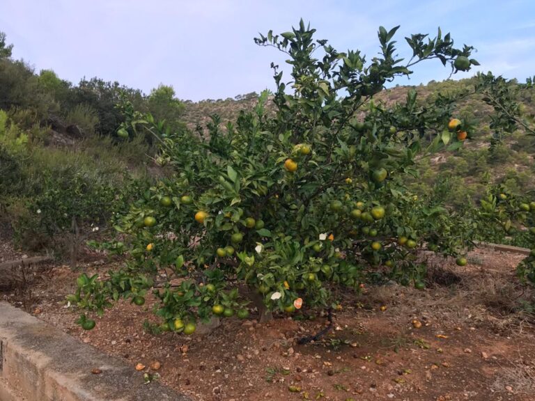 El Covid-19 y la inacción política elevan un 20% los daños agrarios por la superpoblación de fauna salvaje