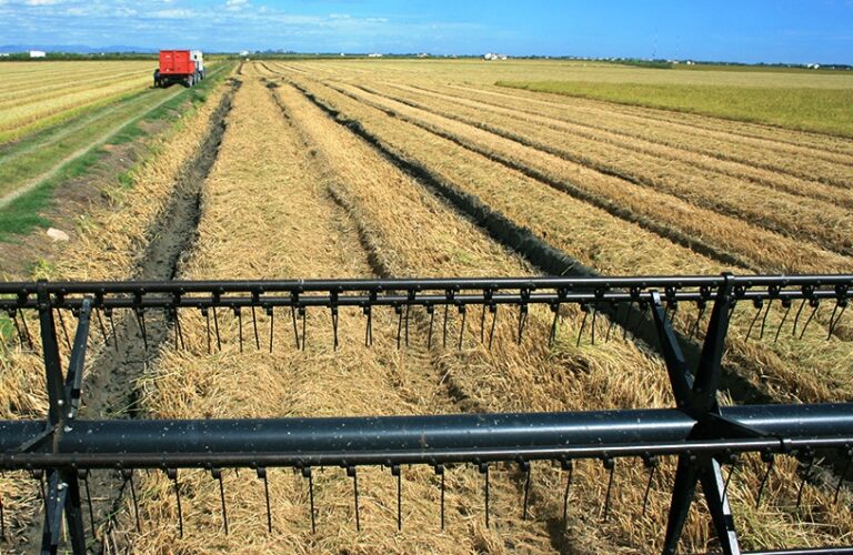 La siega del arroz valenciano concluye con una merma del 15% y precios en origen estables