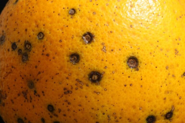Los 5 rechazos de cítricos por ‘Mancha negra’ de septiembre situarán a Sudáfrica en cifras históricas al final de campaña