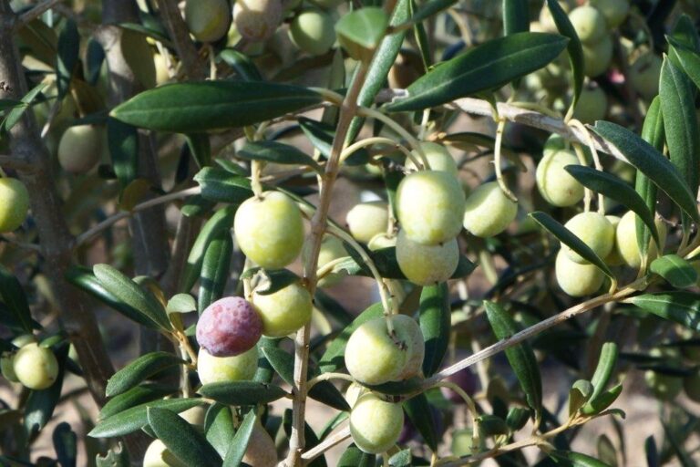 Asaja Almería informa del inicio de la campaña de olivar en la provincia con un 20% menos de producción