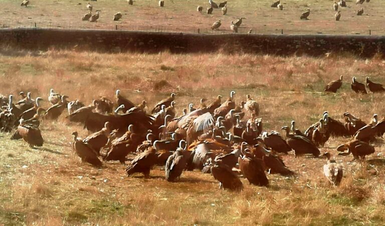 Asaja Salamanca anima a los ganaderos a denunciar los hechos para elaborar un censo por los daños de las rapaces