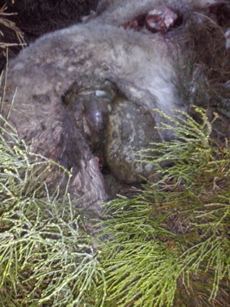 Nueva lobada en la Sierra de Gredos, esta vez en San Martín de la Vega del Alberche