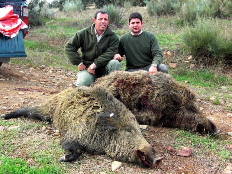 ASAJA defiende las batidas como solución a la superpoblación de jabalíes