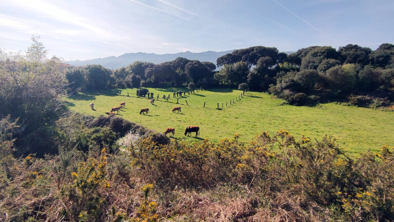 Asaja Rioja ARAG solicita a la consejería de agricultura apoyar a las explotaciones de vacuno por los daños causados por la EHE en La Rioja