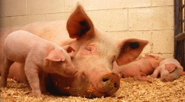Las industrias de porcino generan 24.000 puestos de trabajo en la ‘España rural’