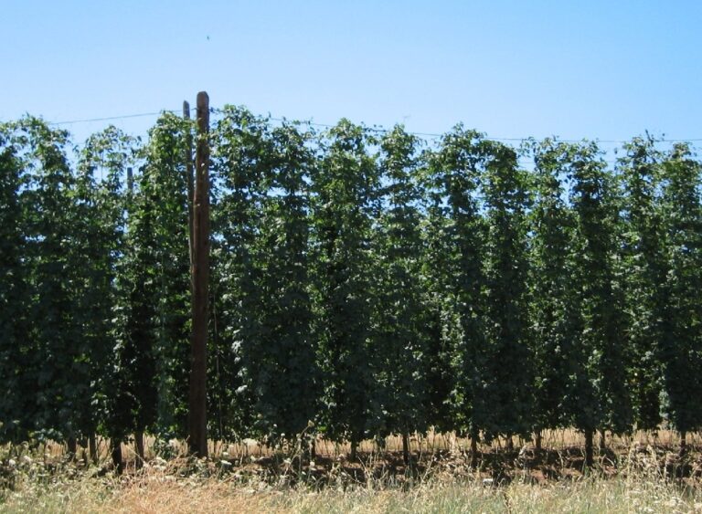 El Ministerio convoca la mesa sectorial del lúpulo para abordar los problemas de este cultivo con la PAC