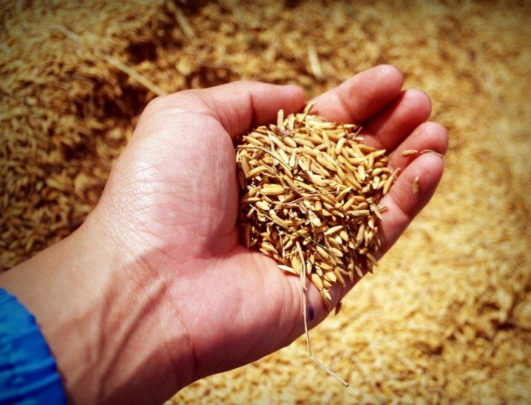 ASAJA y COPA-COGECA denuncian ante el comisario de Comercio la falta de reciprocidad en el arroz