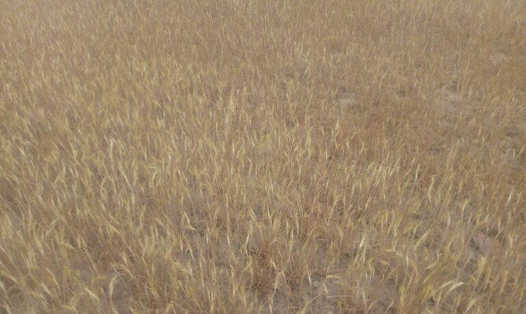 Asaja Ávila exige la reducción de los módulos del IRPF para los regantes de Las Cogotas