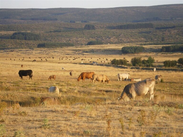 El Ministerio de Agricultura, Pesca y Alimentación valora la reducción de emisiones de gases contaminantes procedentes del sector ganadero