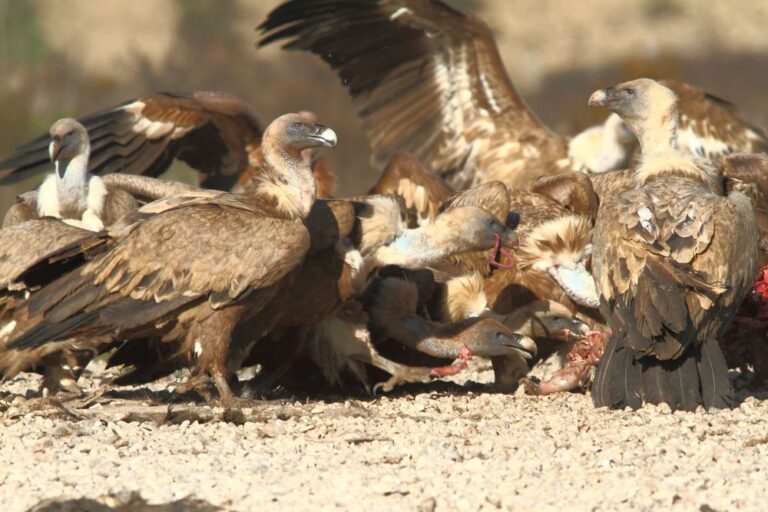 UAGN acuerda la delimitación de las zonas de especial protección para alimentación de aves necrófagas, lo que permitirá establecer nuevas alternativas en el sector ganadero