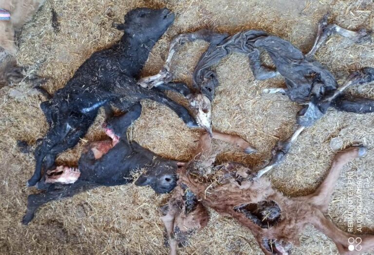 Asaja Salamanca pide compensaciones por los daños de buitres como ocurre en otras comunidades autónomas