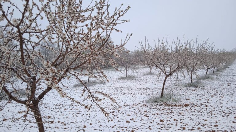 Asaja Almería constata que los efectos de heladas y las lluvias provocan daños al 59% de los almendros de la provincia