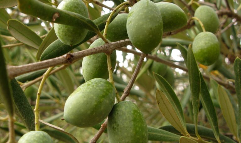 VALORACIÓN DE LAS ASAJAs AL FIN DE LOS ARANCELES ENTRE EU Y EEUU. Asaja Albacete muestra su satisfacción  ante el fin de los aranceles  a productos agroalimentarios tras el acuerdo