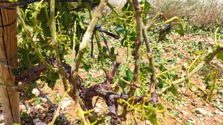 La granizada caída en el Medio Vinalopó afecta a 9 millones de kilos de la uva de mesa en La Romana, La Algueña y Hondón de las Nieves