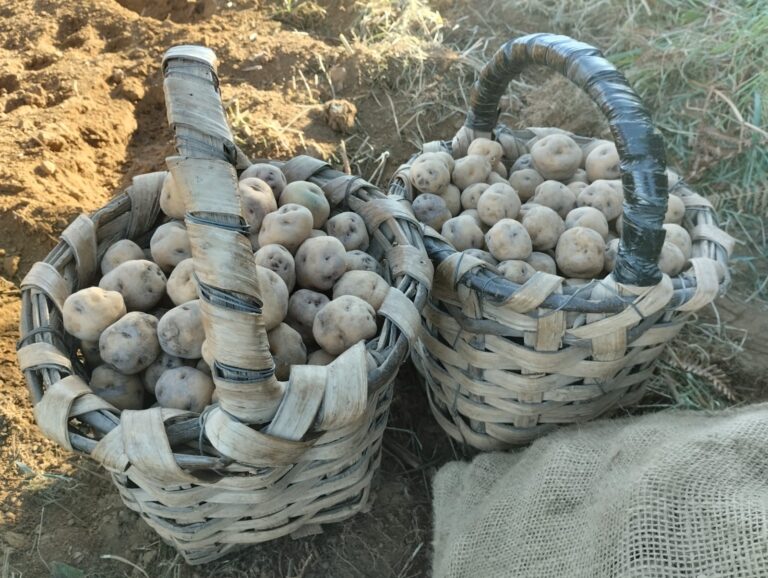 Asaga Canarias Asaga Canarias apadrina un revolucionario sistema integral agroecológico para el control    de la polilla de la papa