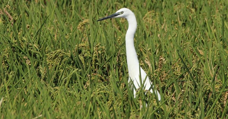 Asaja Valencia AVA rechaza la LRN y responde a Ribera: No hay medioambiente con una agricultura muerta