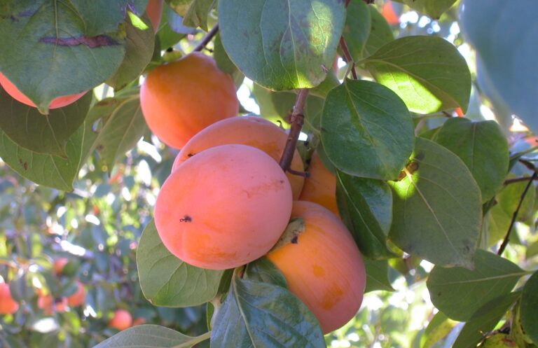 Asaja Valencia insta a los productores de caqui a no vender por debajo de costes tras informar la AICA de que lo tendrá en cuenta en sus controles