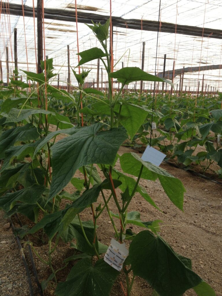 ASAJA Almería anima a los agricultores a avanzar en  su incorporación a la lucha biológica