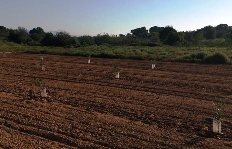 AVA-ASAJA denuncia pequeños hurtos todos los días:   ayer un robo de plantones de algarrobo en Bétera