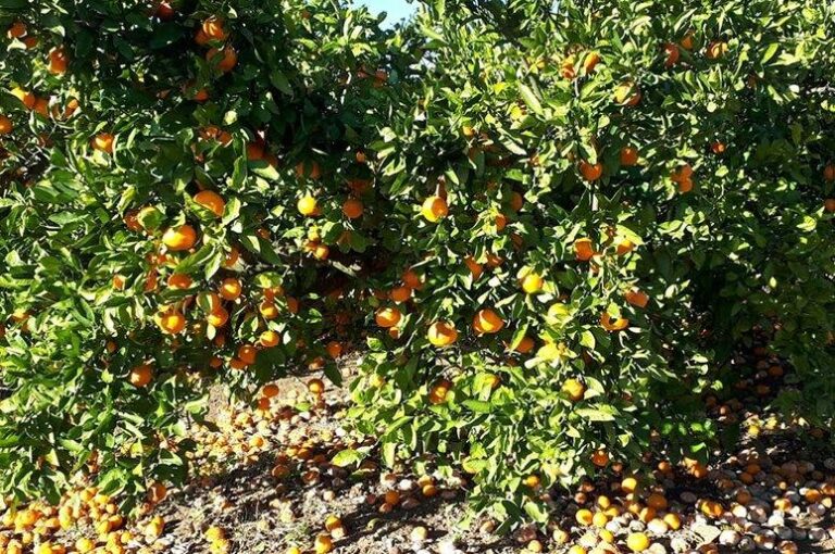 Asaja Valencia AVA rechaza los nuevos recortes que propone Agroseguro para el seguro de cítricos