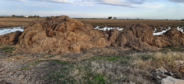 Las restricciones a la quema de la paja del arroz y la gota fría causan un grave daño ecológico en La Albufera que amenaza con una mortandad de peces
