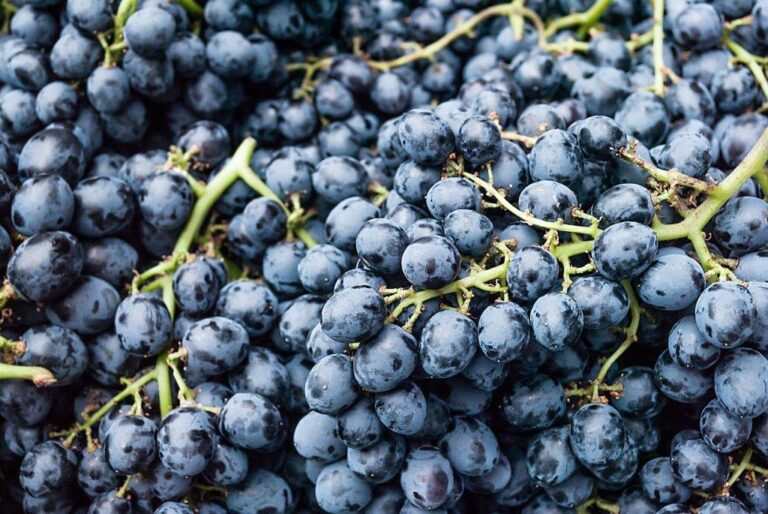 Ampliado el plazo para contratar el seguro de uva de vino y cultivos herbáceos extensivos hasta el 27 de diciembre