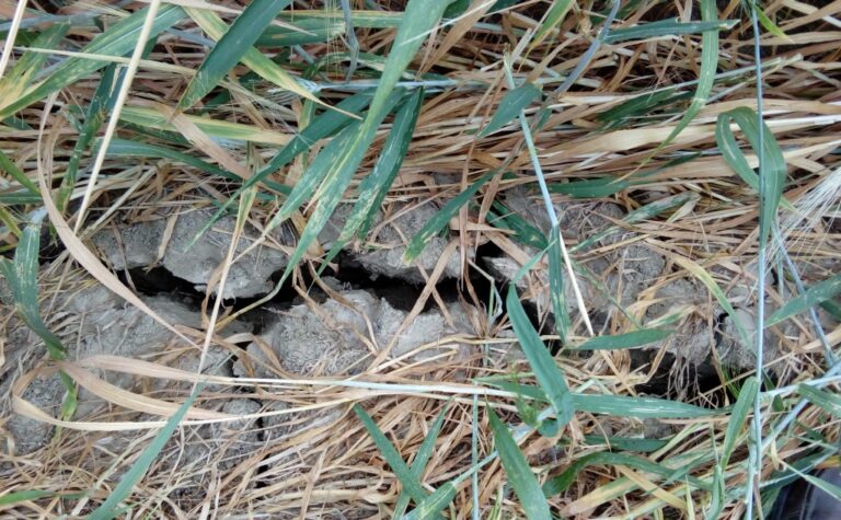 Asaja Córdoba califica como “insólito” que Agroseguro diga que no hay sequía indemnizable en octubre en los pastos