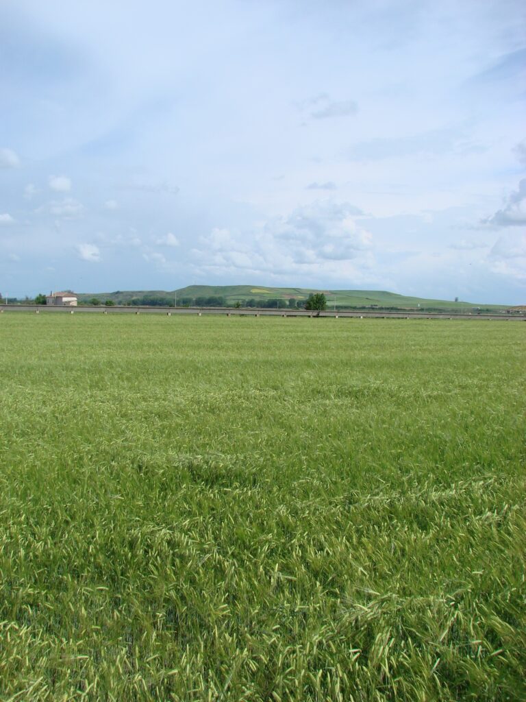 La contratación del seguro agrario para herbáceos baja en Castilla y León el doble que en el resto del país
