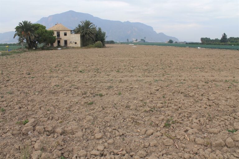 Asaja Alicante: El cierre del trasvase y la aparición de la Xylella marcan el año agrario 2017, en el que disminuye la superficie cultivada por la incertidumbre hídrica