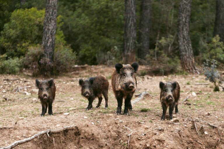 El Grupo Operativo PREVPA presenta una propuesta para la monitorización sostenible y armonizada del jabalí